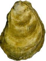 an oyster.