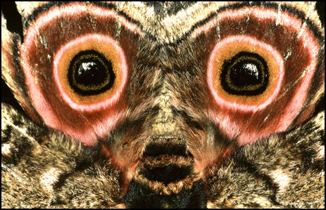 http://malcolmpollack.com/images/moth.gif